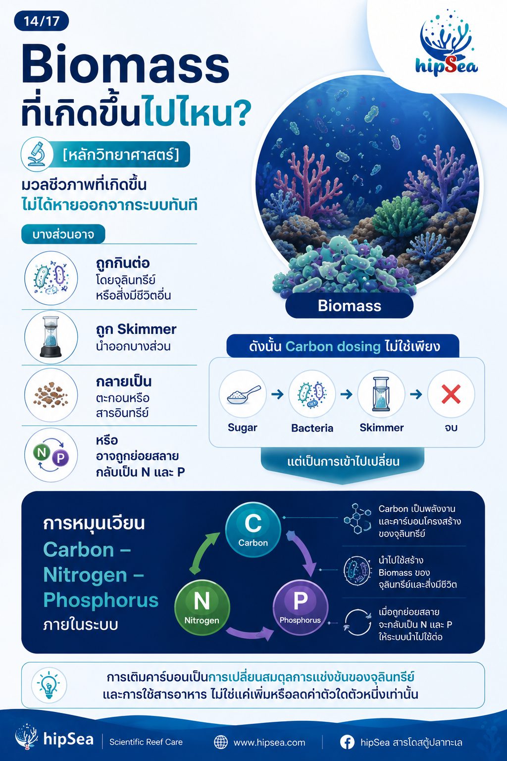 Cyanobacteria - ไซยา, น้ำตาล, VSV, Carbon