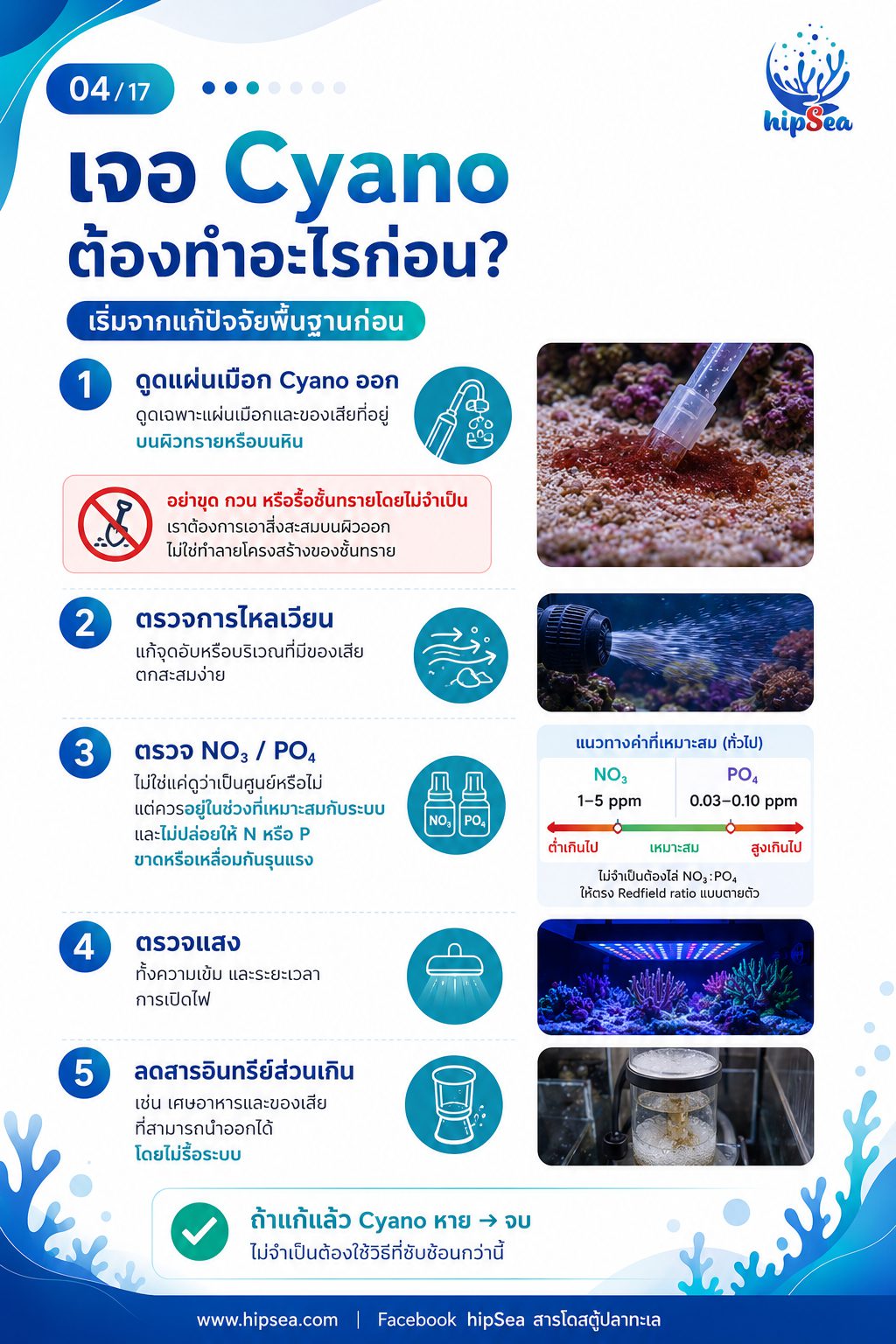 Cyanobacteria - ไซยา, น้ำตาล, VSV, Carbon