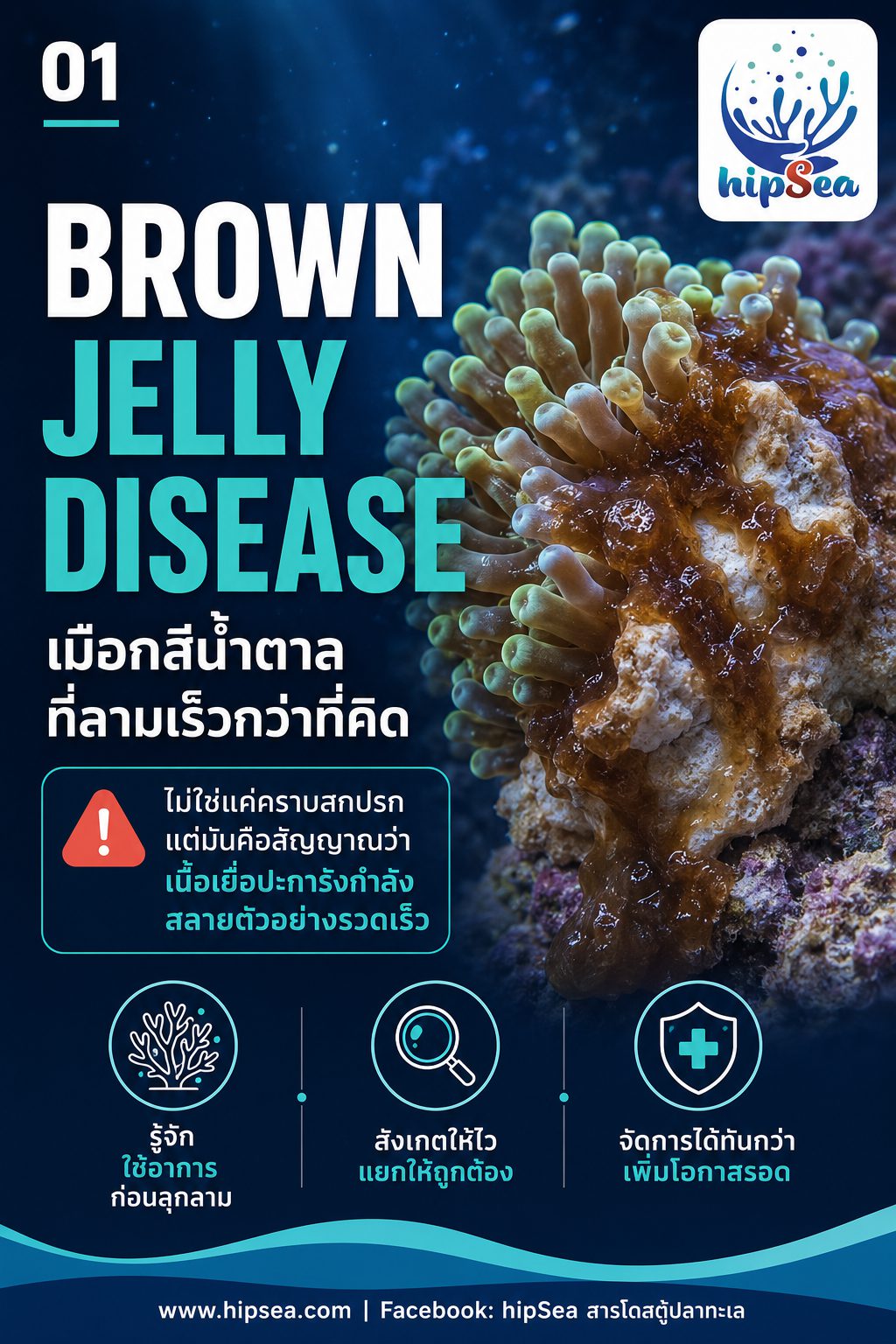 Brown Jelly