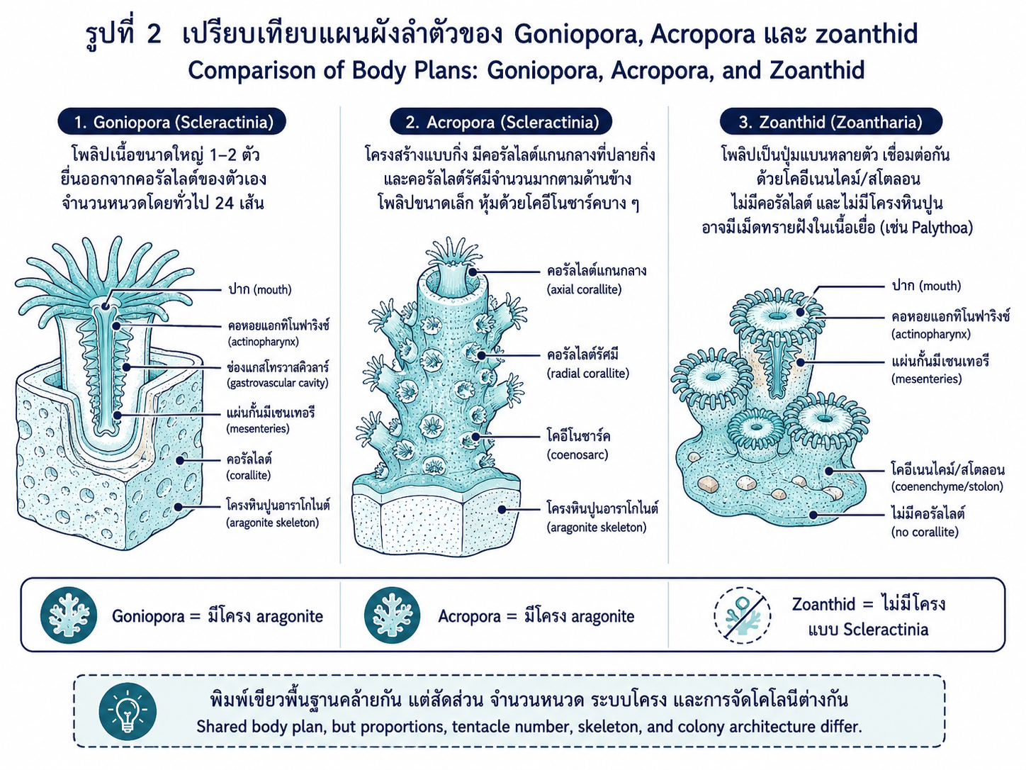 ภาพตัดขวางโพลิปจากด้านบน แสดง actinopharynx, mesenteries, mesenterial filaments และช่อง gastrovascular