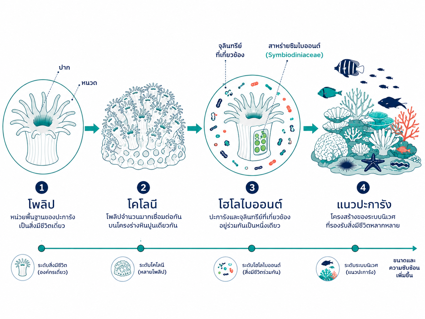 แผนภาพแสดงปะการังสี่ระดับจากโพลิปหนึ่งตัว โคโลนี โฮโลไบออนต์ และแนวปะการัง